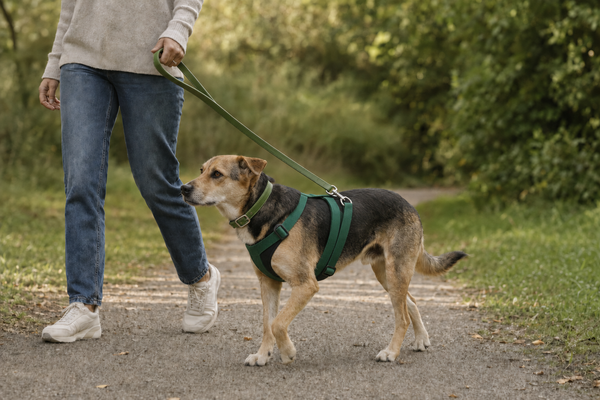 Dog walking beside its owner wearing a forest-green harness and collar, with the lead attached to the harness.