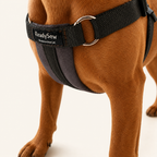 Standard Dog Harness