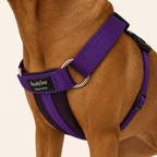Standard Dog Harness