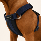 Standard Dog Harness