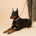 Blush pink Skylos apple leather collar and lead worn by a dog, held by its owner