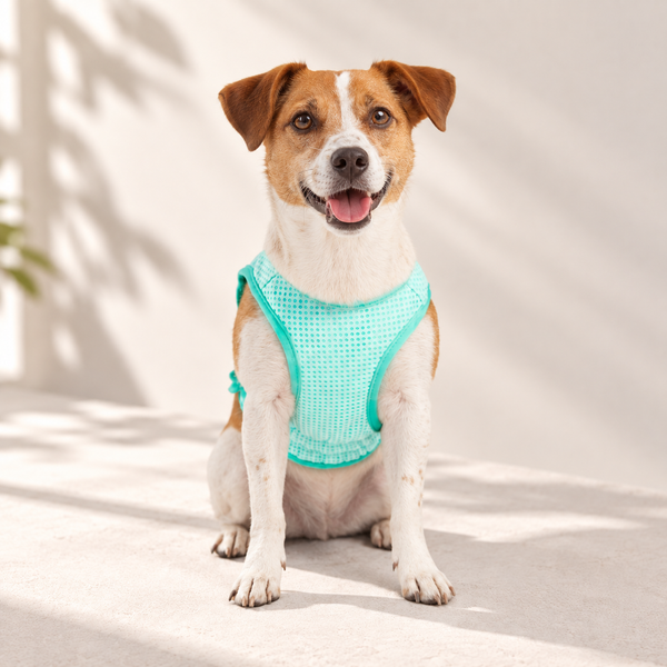 Dog wearing the aqua Elasto-Fit Ice Vest
