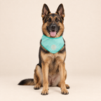 ice-band-dog-cooling-bandana-aqua_lifestyle_04
