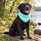 ice-band-dog-cooling-bandana-aqua_lifestyle_06